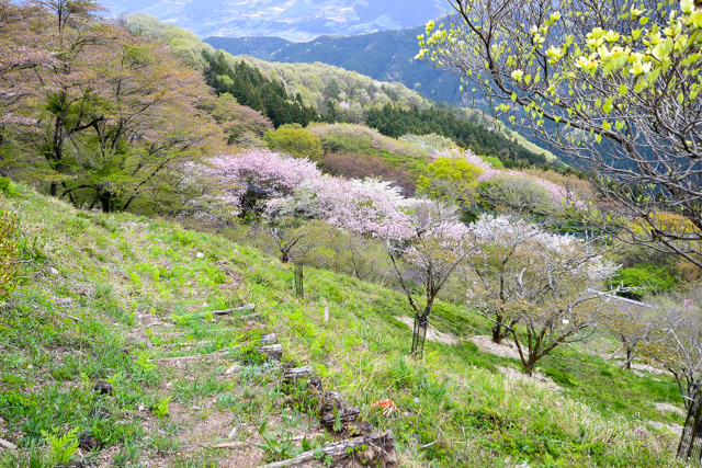 桜山公園