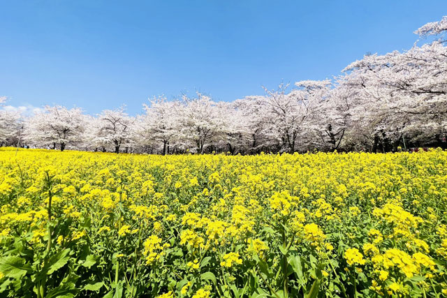 赤城南面千本桜